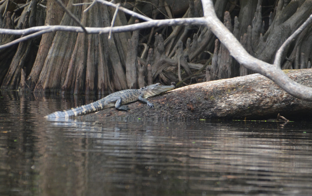 Young Gator on the Ocklawaha River