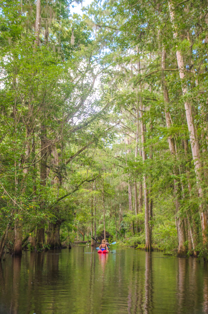 Prairie Creek Cypress