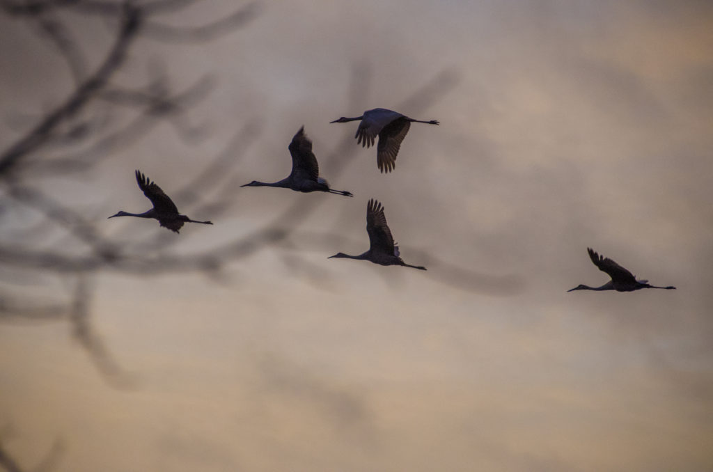 Sandhill Cranes - Morning Flight