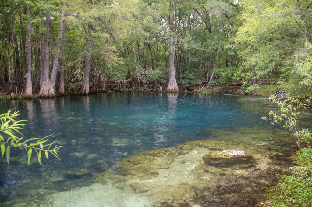 Suwannee River and Manatee Springs