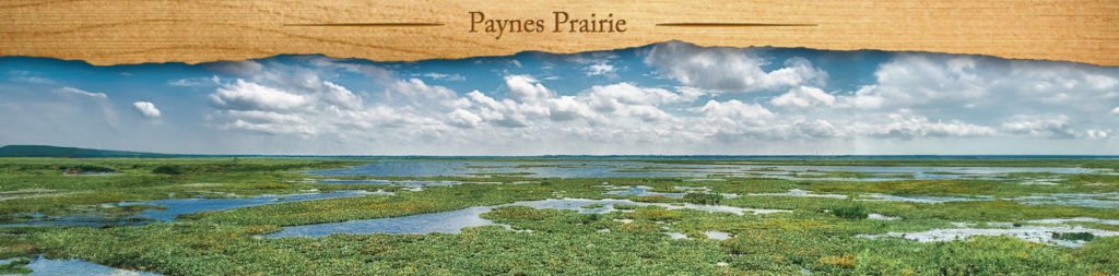 Paynes Prairie - Featured Image